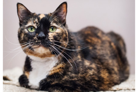 Torti cat photo