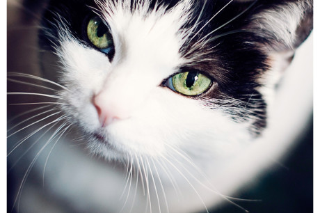 Photo of a black and white cat