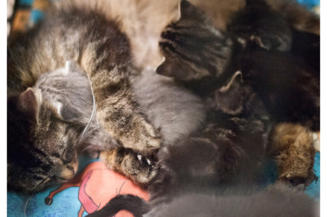 Photo of a mother cat with kittens