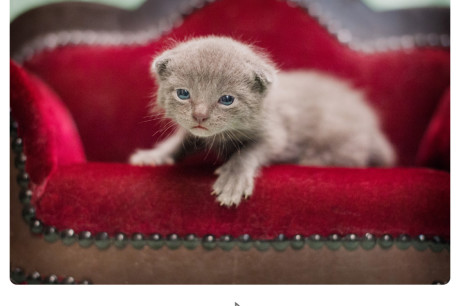 Photo of a gray baby kitten