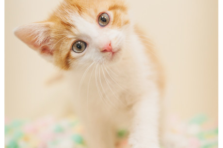 Photo of an orange and white kitten