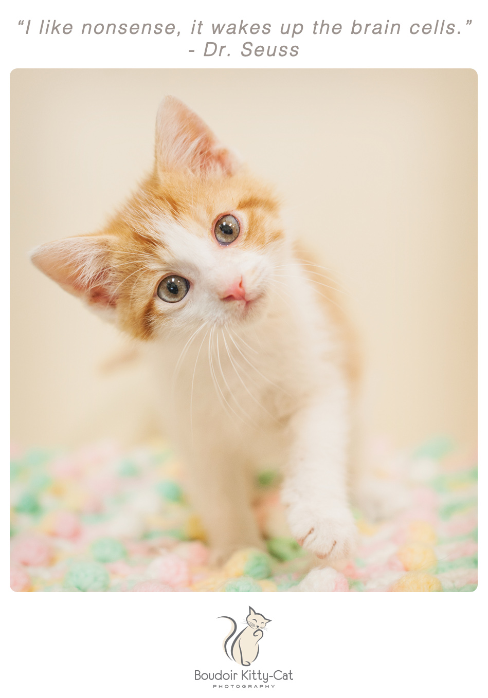 Photo of an orange and white kitten 