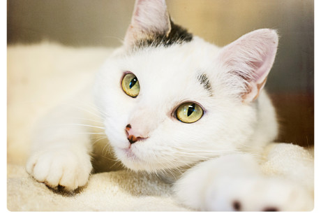 Photo of a white cat with an eyebrow