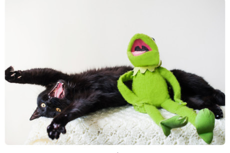 Photo of a black cat and Kermit The Frog