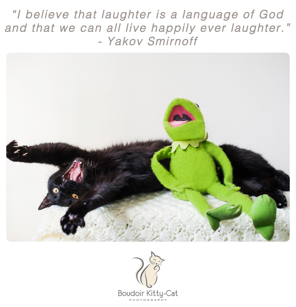 Photo of a black cat and Kermit The Frog