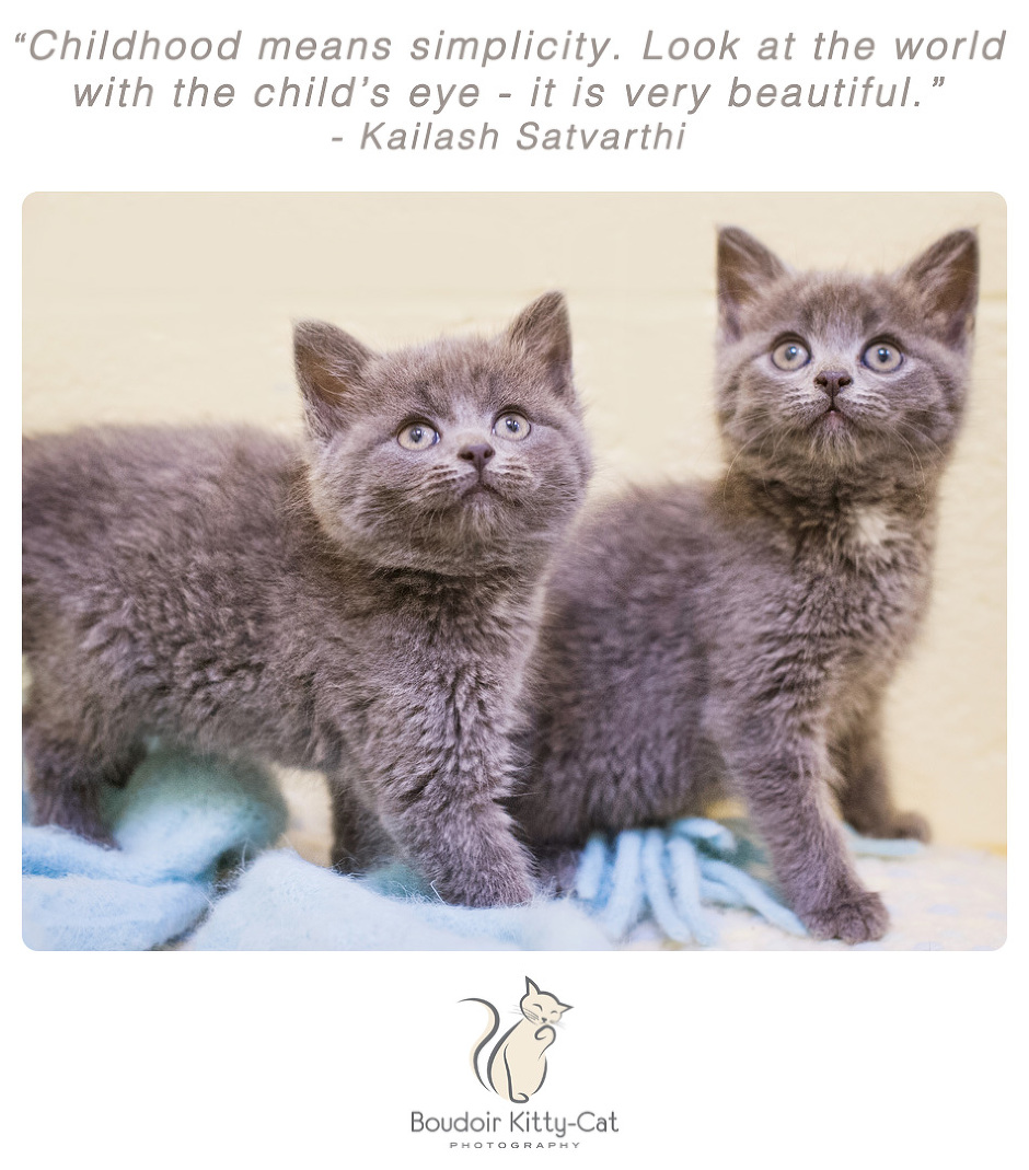 Photo of Russian Blue kittens