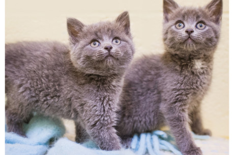 Photo of Russian Blue kittens