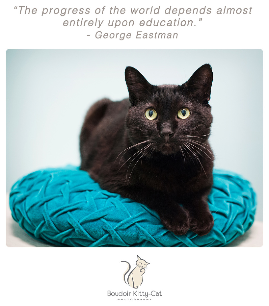 Photo of a black cat on a pillow