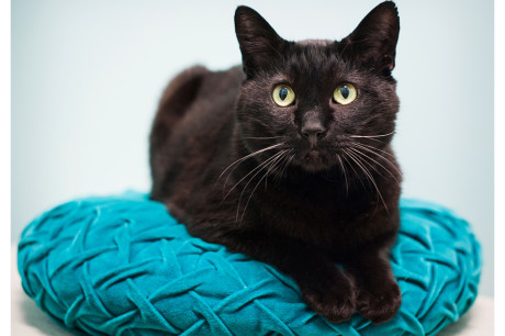 Photo of a black cat on a pillow