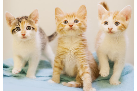 Photo of orange and white kittens and a calico kitten