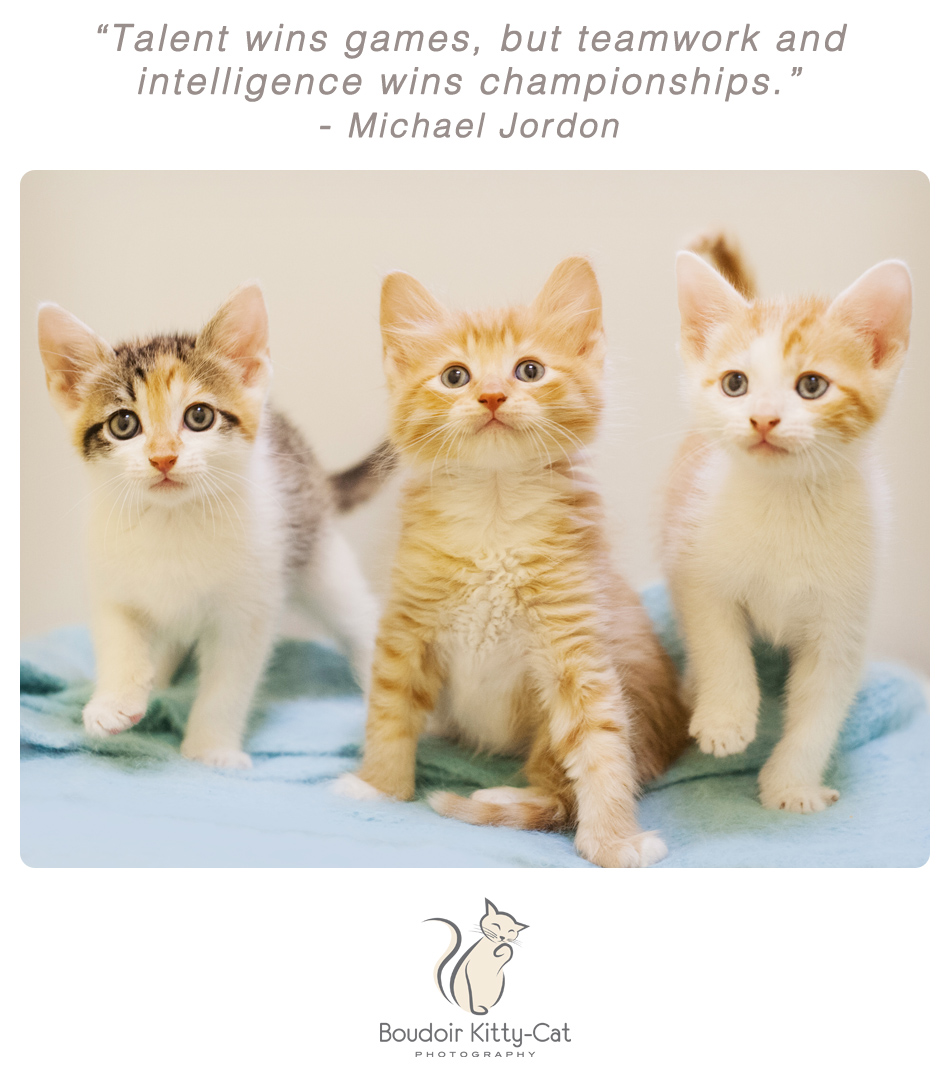 Photo of orange and white kittens and a calico kitten