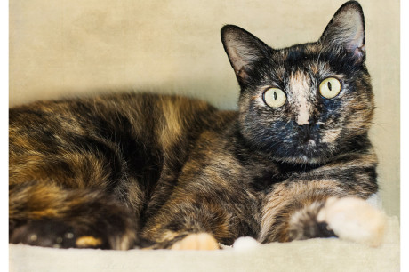 Photo of a torti cat