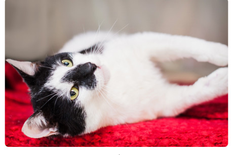 Photo of a black and white cat