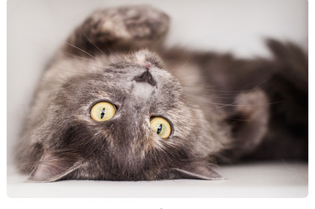 Photo of a dilute torti cat