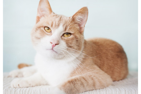 Photo of a buff tabby cat