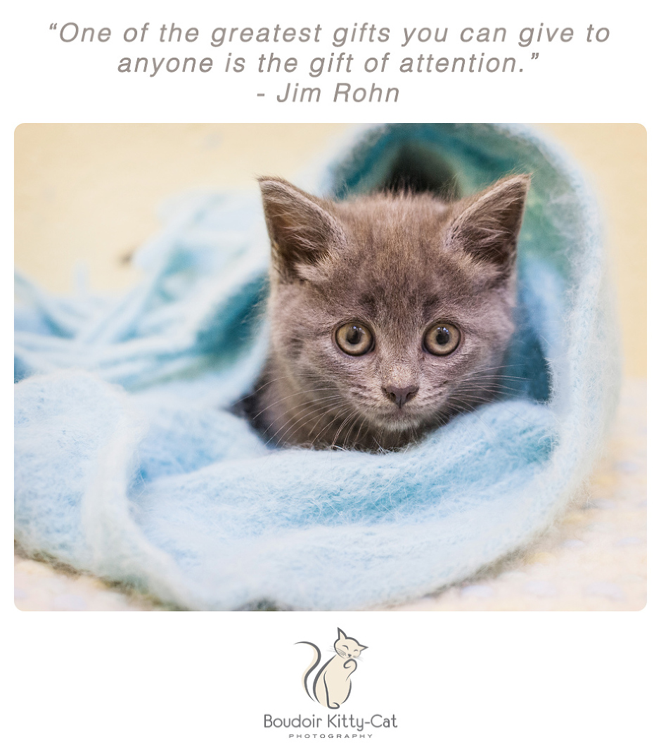 Photo of a Russian Blue kitten