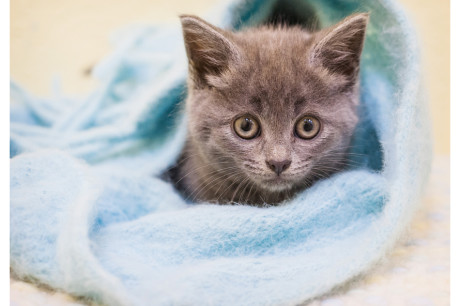 Photo of a Russian Blue kitten