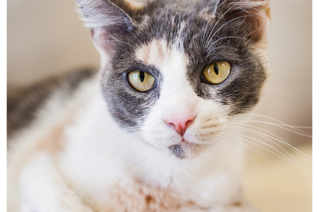 Photo of a dilute calico cat