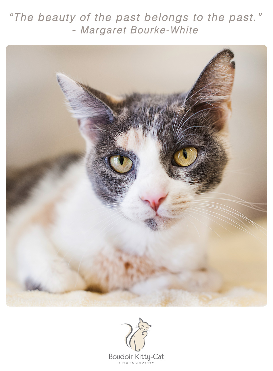 Photo of a dilute calico cat