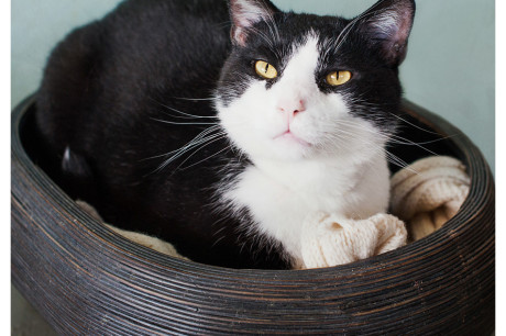 Photo of a black and white cat in a bowl