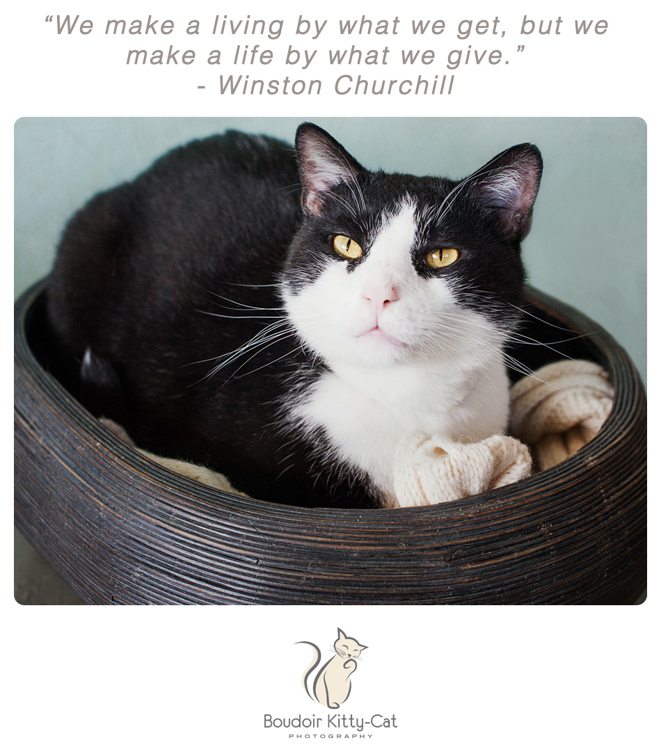 Photo of a black and white cat in a bowl