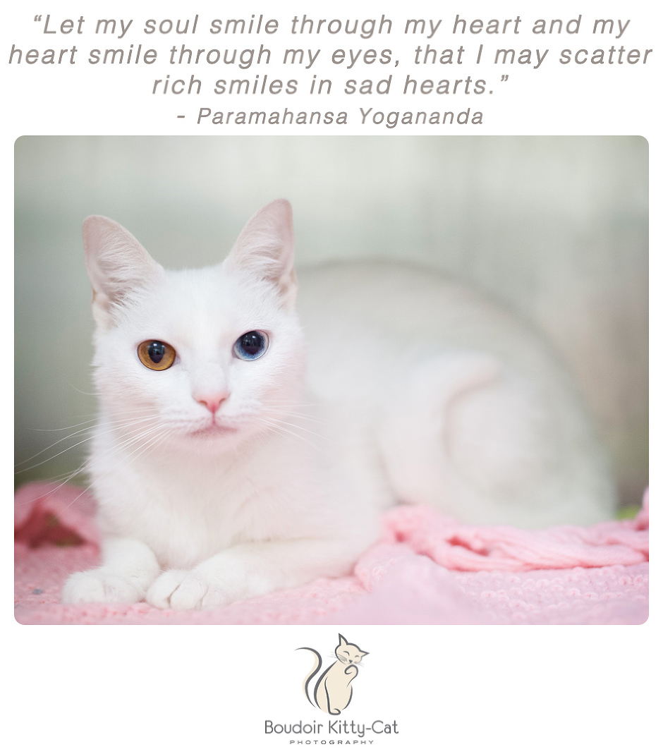 Photo of a white cat with two different colored eyes