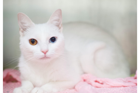 Photo of a white cat with two different colored eyes