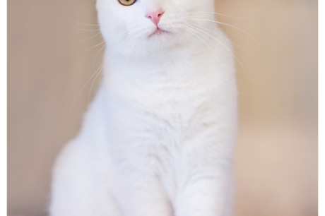 Photo of a white cat