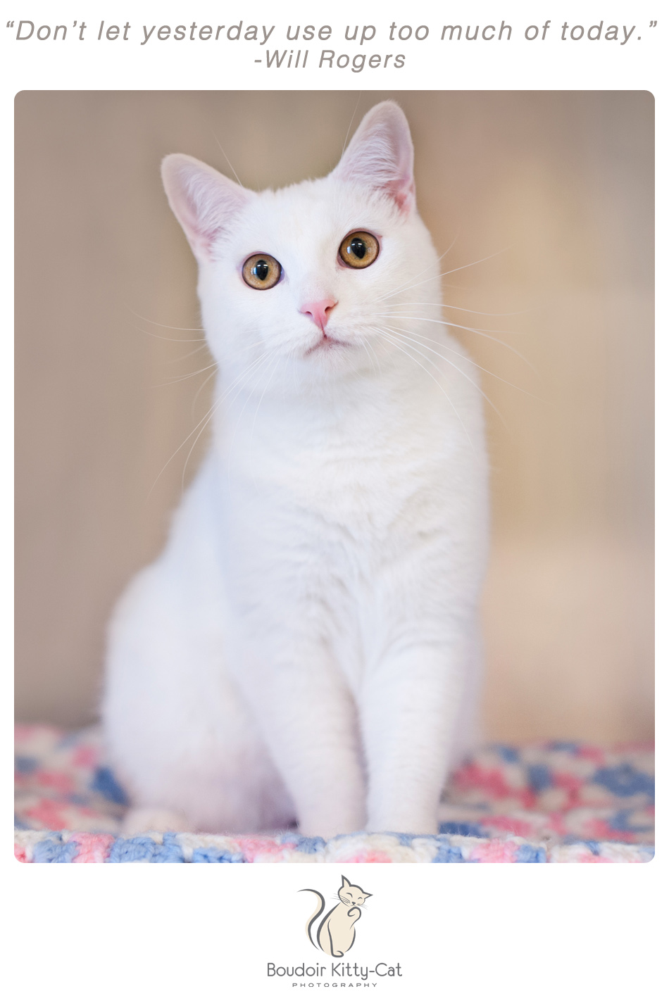 Photo of a white cat