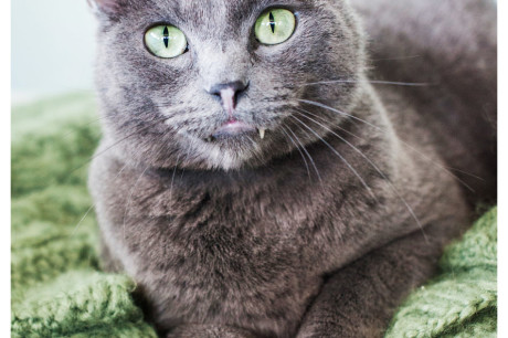 Photo of a Russian Blue cat