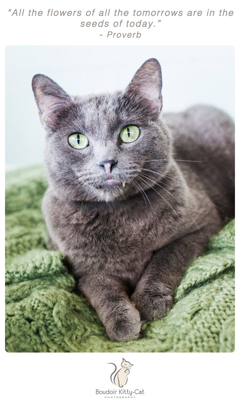 Photo of a Russian Blue cat