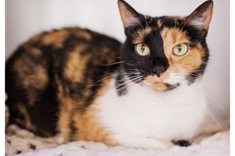 Photo of a calico cat