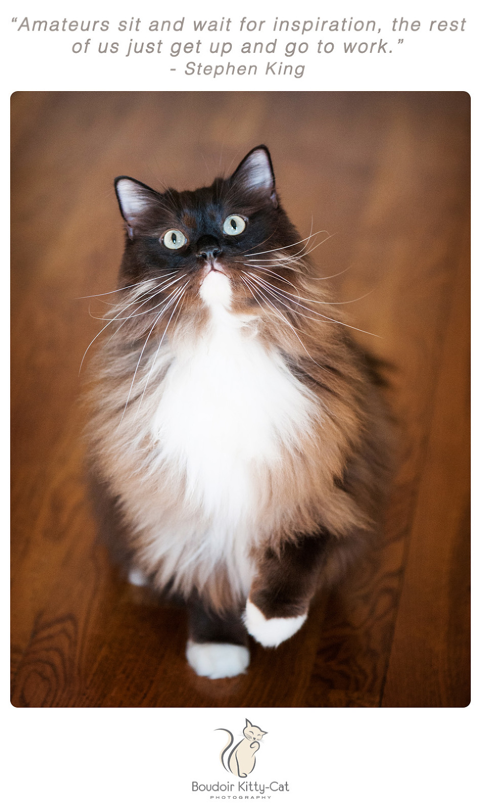 Photo of a white and chocolate colored Ragdoll cat