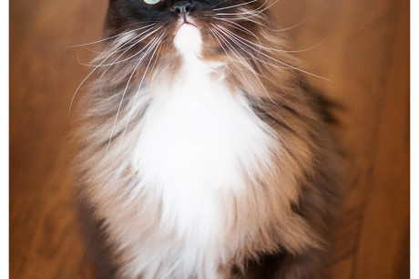 Photo of a white and chocolate colored Ragdoll cat