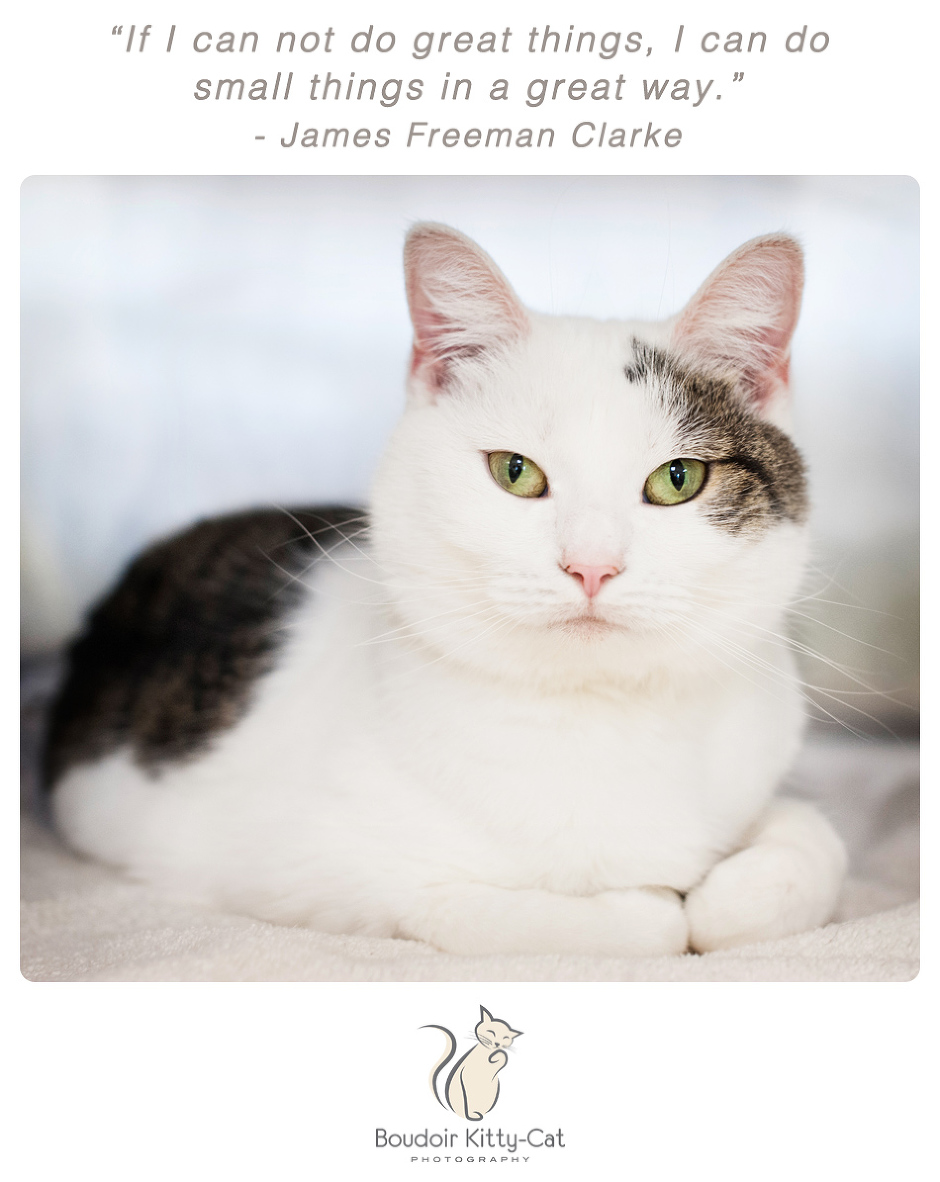 Photo of a white cat with tabby markings