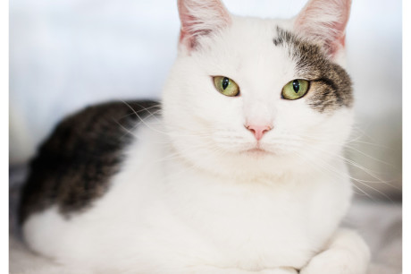 Photo of a white cat with tabby markings