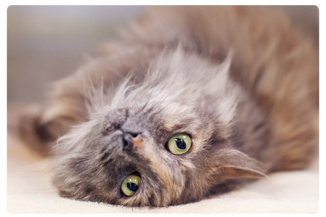 Photo of a long-haired dilute torti