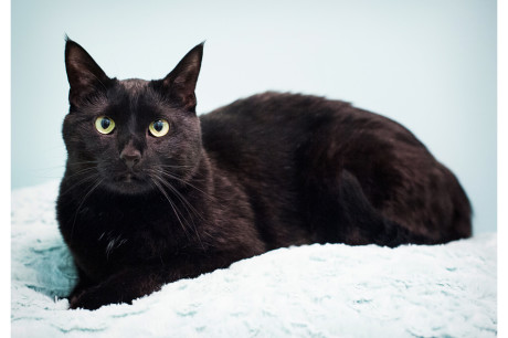 Photo of a black cat