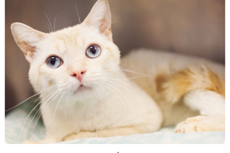 Photo of a buff colored cat with blue eyes