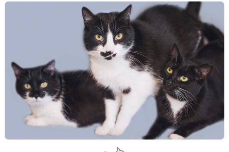 Photos of tuxedo cats