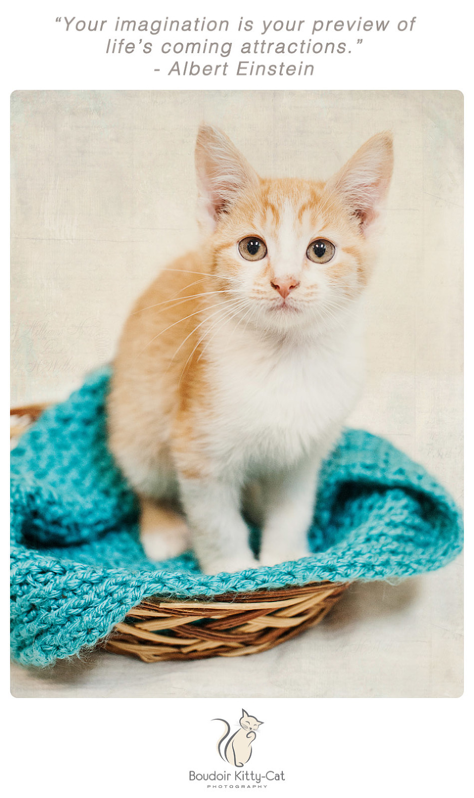 Photo of an orange and white tabby kitten