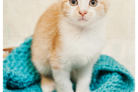 Photo of an orange and white tabby kitten