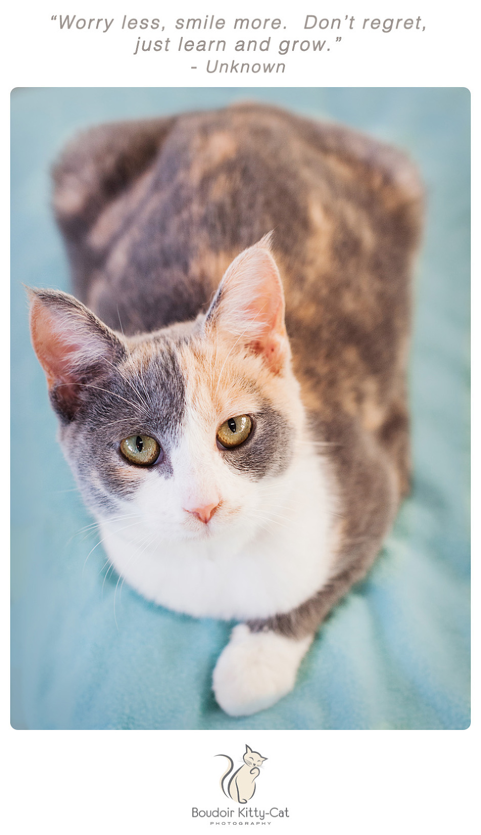 Photo of a dilute calico cat