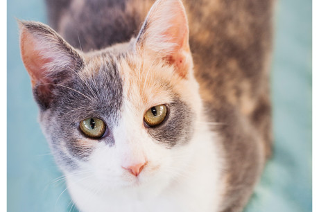 Photo of a dilute calico cat