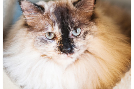 Photo of a Ragdoll cat