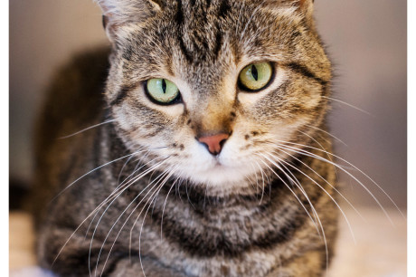 Photo of a brown tabby cat