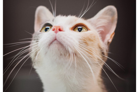 Photo of a dilute calico cat