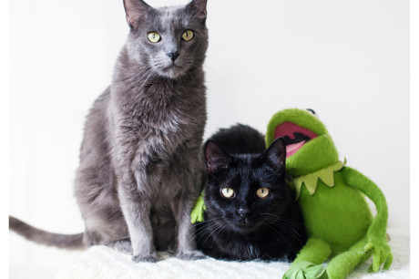 Photo of a black cat and a Russian Blue cat with Kermit the Frog