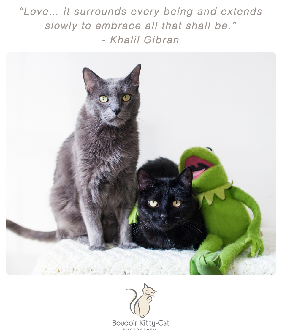 Photo of a black cat and a Russian Blue cat with Kermit the Frog