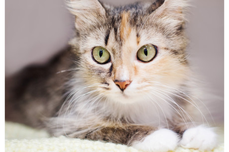 Photo of a calico cat